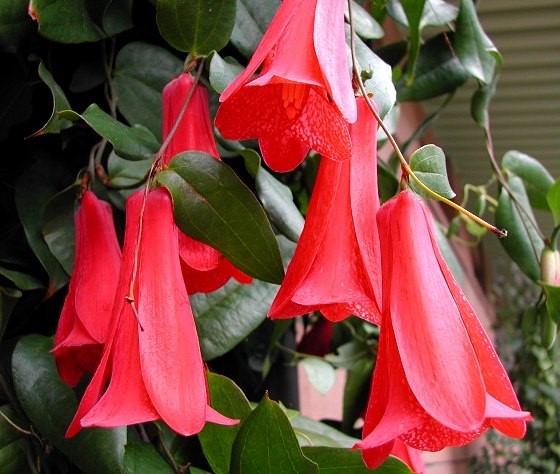The copihue, national flower of Chile (lifesize)